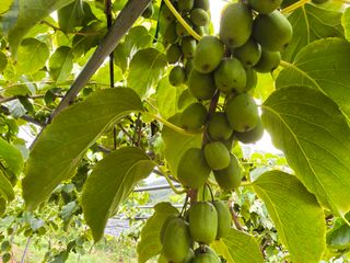 허 동길(길이농장)님의 작성글 사진