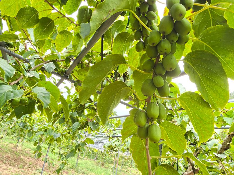 허 동길(길이농장)님의 장터 판매 상품 [토종다래] 첨부 사진