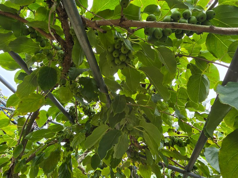 허 동길(길이농장)님의 장터 판매 상품 [토종다래] 첨부 사진