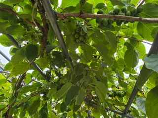 허 동길(길이농장)님의 작성글 사진