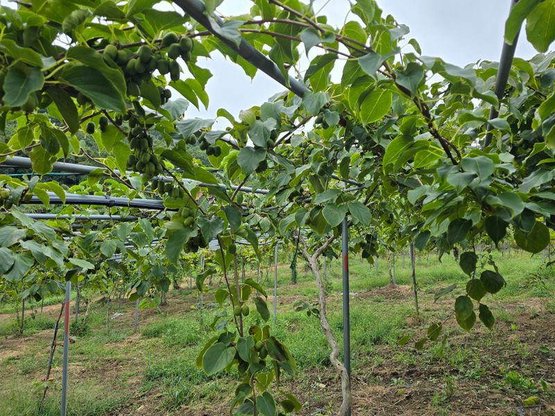 허 동길(길이농장)님의 장터 판매 상품 [토종다래] 첨부 사진