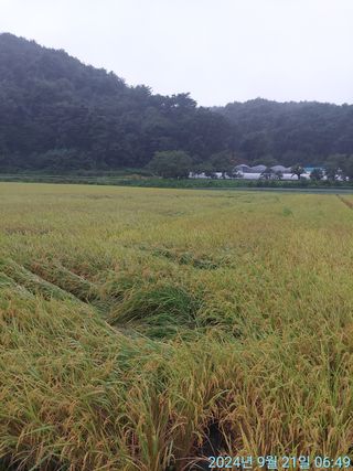 황대헌님의 자유주제 · 자유게시판 작성글 사진