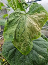 팜모닝 오이·병해충상담 게시글 이미지