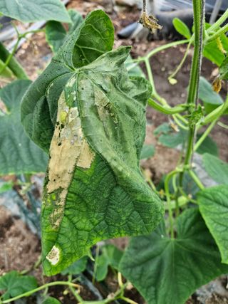 최원석님의 오이 · 병해충상담 작성글 사진