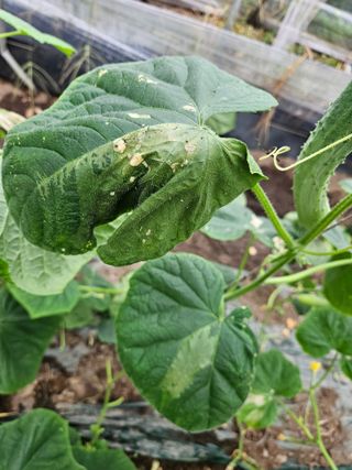 최원석님의 오이 · 병해충상담 작성글 사진