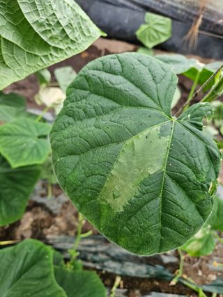 최원석님의 오이 · 병해충상담 작성글 사진