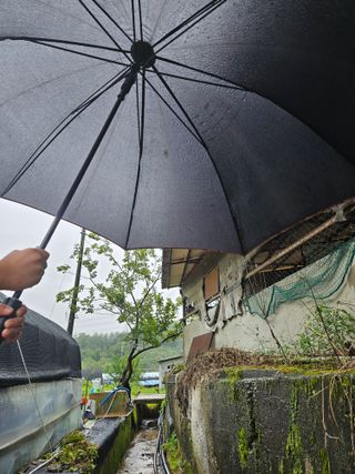 뿡뿡농장님의 배추 · 영농일지 작성글 사진