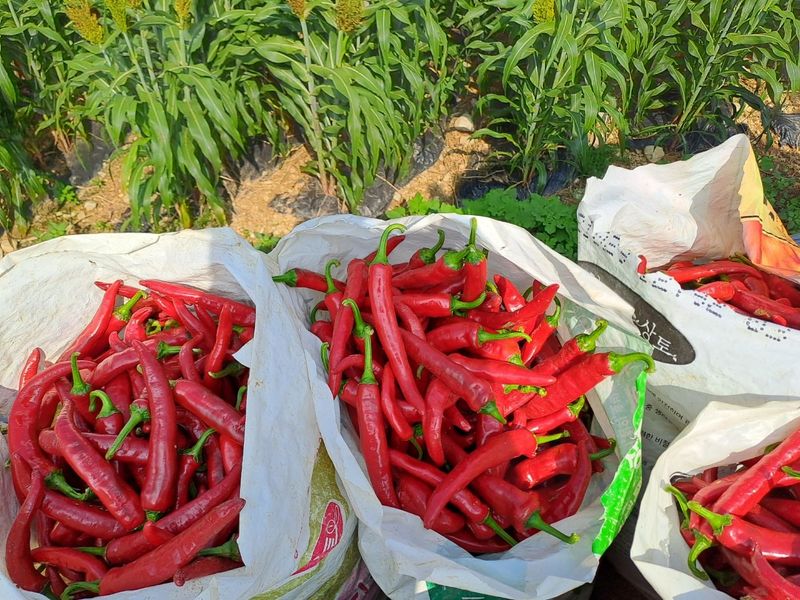 알 수 없음님의 장터 판매 상품 [고추가루] 첨부 사진