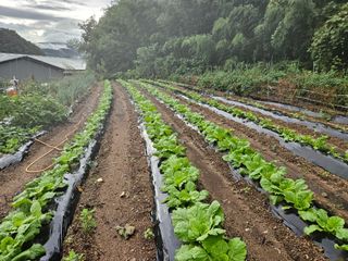 치기산골아줌마님의 자유주제 · 사진전 작성글 사진