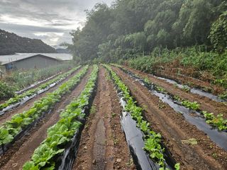 치기산골아줌마님의 자유주제 · 사진전 작성글 사진