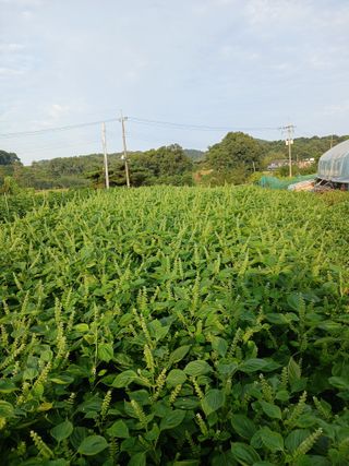 상원(尙沅)님의 자유주제 · 자유게시판 작성글 사진