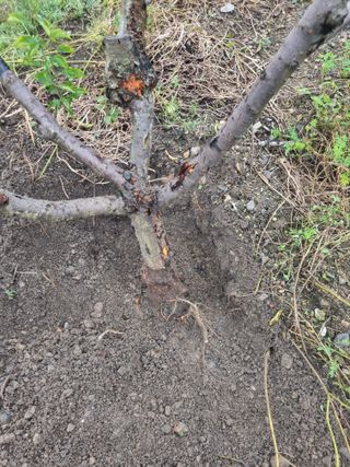 김용대님의 자유주제 · 자유게시판 작성글 사진