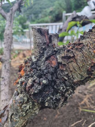 김용대님의 자유주제 · 자유게시판 작성글 사진