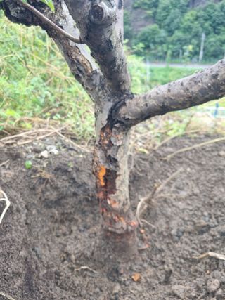 김용대님의 자유주제 · 자유게시판 작성글 사진