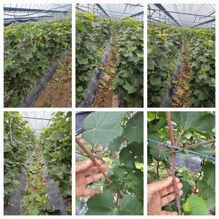 뿌리묘목농원님의 자유주제 · 자유게시판 작성글 사진