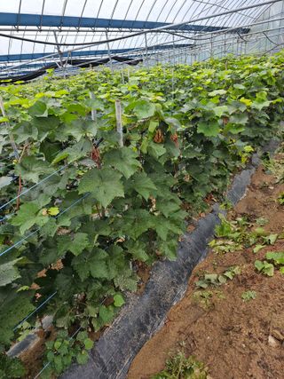 뿌리묘목농원님의 자유주제 · 자유게시판 작성글 사진