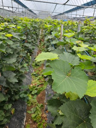 뿌리묘목농원님의 자유주제 · 자유게시판 작성글 사진