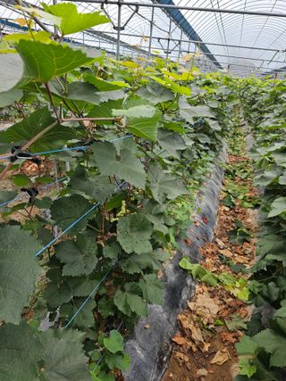 뿌리묘목농원님의 자유주제 · 자유게시판 작성글 사진