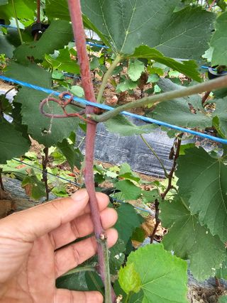 뿌리묘목농원님의 자유주제 · 자유게시판 작성글 사진