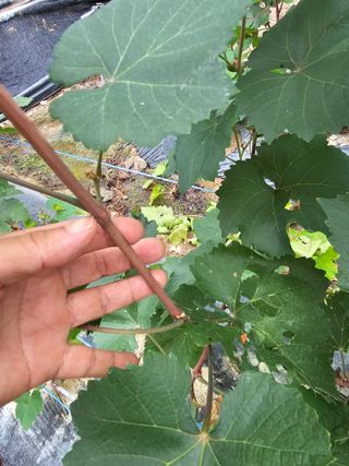 뿌리묘목농원님의 자유주제 · 자유게시판 작성글 사진