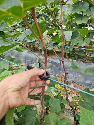 뿌리묘목농원님의 자유주제 · 자유게시판 작성글 사진