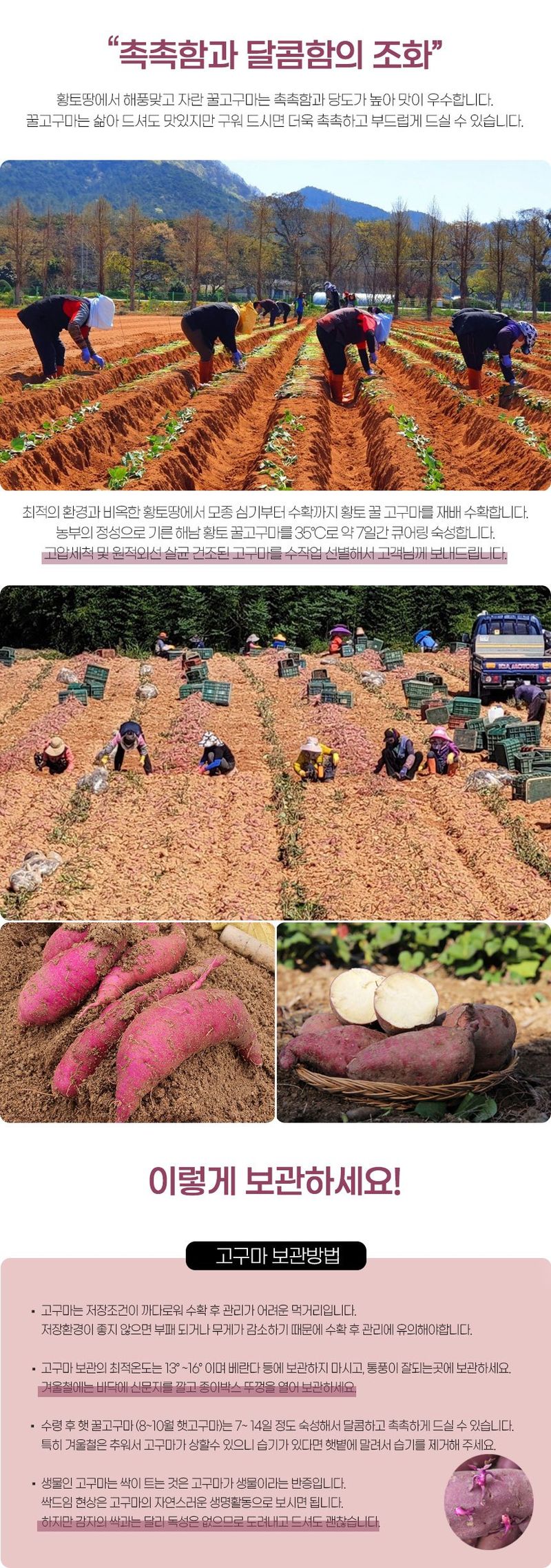초록미소 금호농장님의 장터 판매 상품 [해남 친환경 무농약 세척 꿀고구마 베니하루카 3kg 5kg 10kg 판매합니다.] 첨부 사진