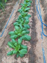 팜모닝 배추·영농일지 게시글 이미지