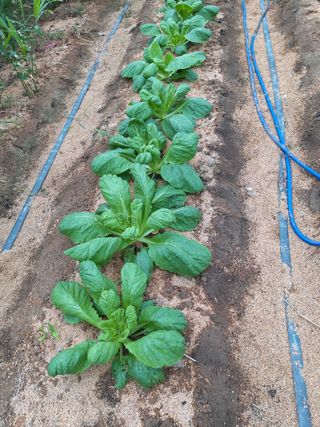 황병철님의 배추 · 영농일지 작성글 사진