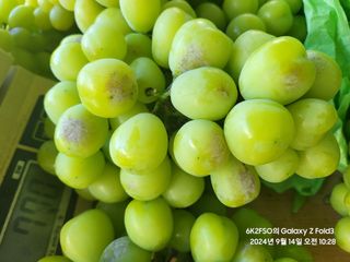 김용삼님의 포도 · 병해충상담 작성글 사진