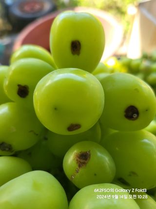 김용삼님의 포도 · 병해충상담 작성글 사진