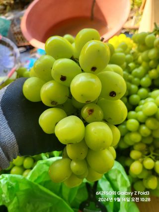 김용삼님의 포도 · 병해충상담 작성글 사진