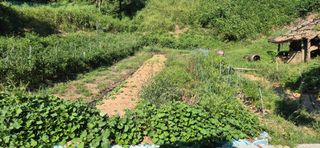 코람데오창조농장님의 들깨 · 영농일지 작성글 사진