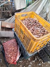 팜모닝 자유주제·자유게시판 게시글 이미지