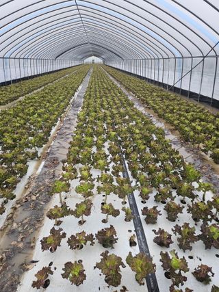 대언적 님의 상추 · 영농일지 작성글 사진