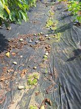 팜모닝 들깨·영농일지 게시글 이미지