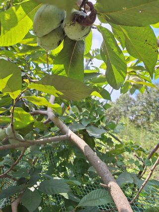 박종열님의 들깨 · 영농일지 작성글 사진