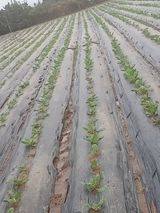 팜모닝 배추·영농일지 게시글 이미지