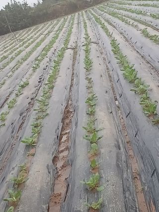 청계농장님의 배추 · 영농일지 작성글 사진