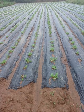 청계농장님의 배추 · 영농일지 작성글 사진