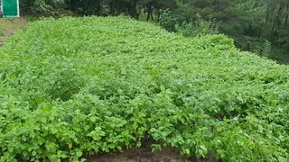 형산님의 들깨 · 영농일지 작성글 사진