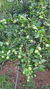 팜모닝 한가위, 덕담을 나눠주세요·참여글 게시글 이미지