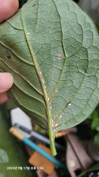 이종선님의 감 · 병해충상담 작성글 사진