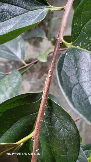 이종선님의 감 · 병해충상담 작성글 사진