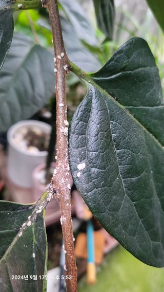 이종선님의 감 · 병해충상담 작성글 사진