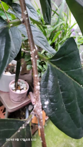 이종선님의 감 · 병해충상담 작성글 사진