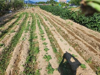 박정하님의 배추 · 영농일지 작성글 사진