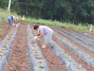 김치환님의 배추 · 영농일지 작성글 사진