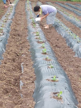 김치환님의 배추 · 영농일지 작성글 사진