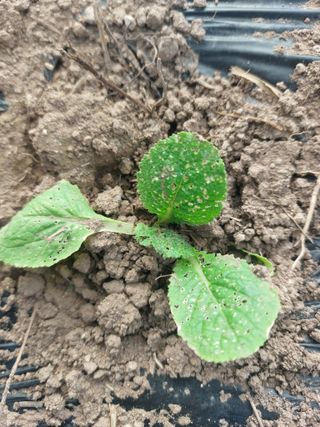 김치환님의 배추 · 영농일지 작성글 사진