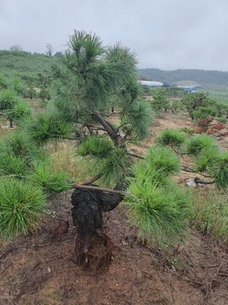 작은소나무님의 자유주제 · 자유게시판 작성글 사진